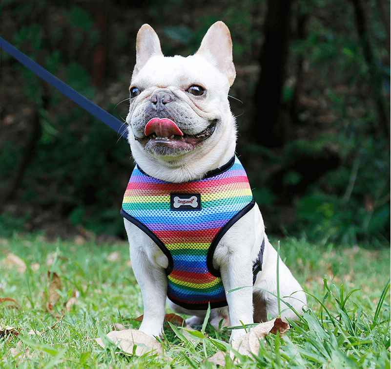 Harnais pour chien au look arc-en-ciel