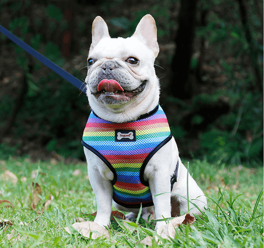 Harnais pour chien au look arc-en-ciel